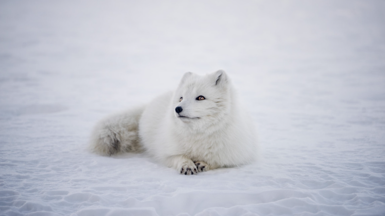 Ученые заявили об угрозе исчезновения песца на Кольском полуострове Популяция песца на Кольском полуострове находит...