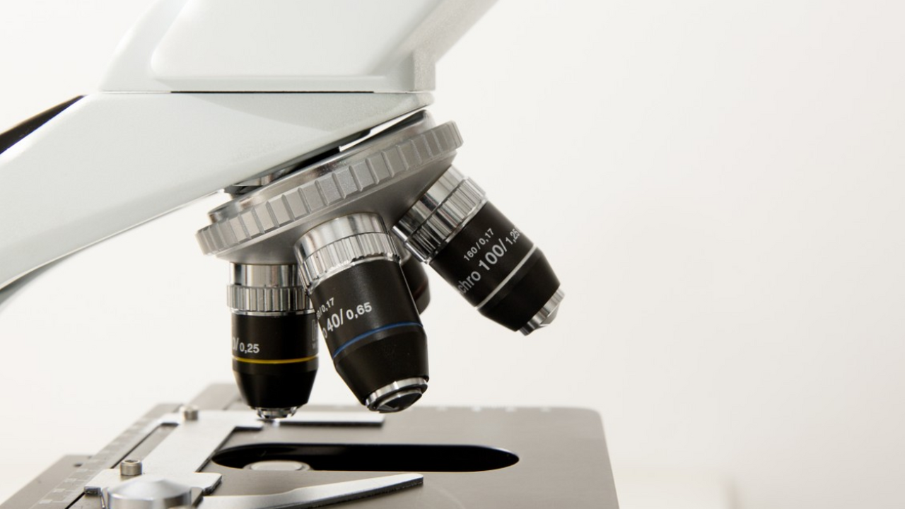 Ученые нашли слабое место паразита, вызывающего воспаление мозга Американские исследователи из Колледжа ветерина...