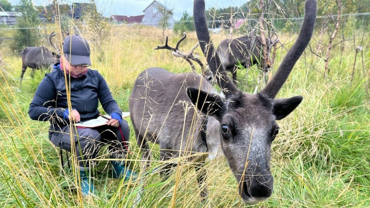 В Лоухском районе Республики Карелия активно ра...