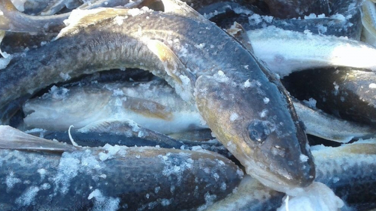 В Петрозаводске изъяли более 100 кг немаркированной продукции В одном из магазинов Петрозаводска выявили парт...