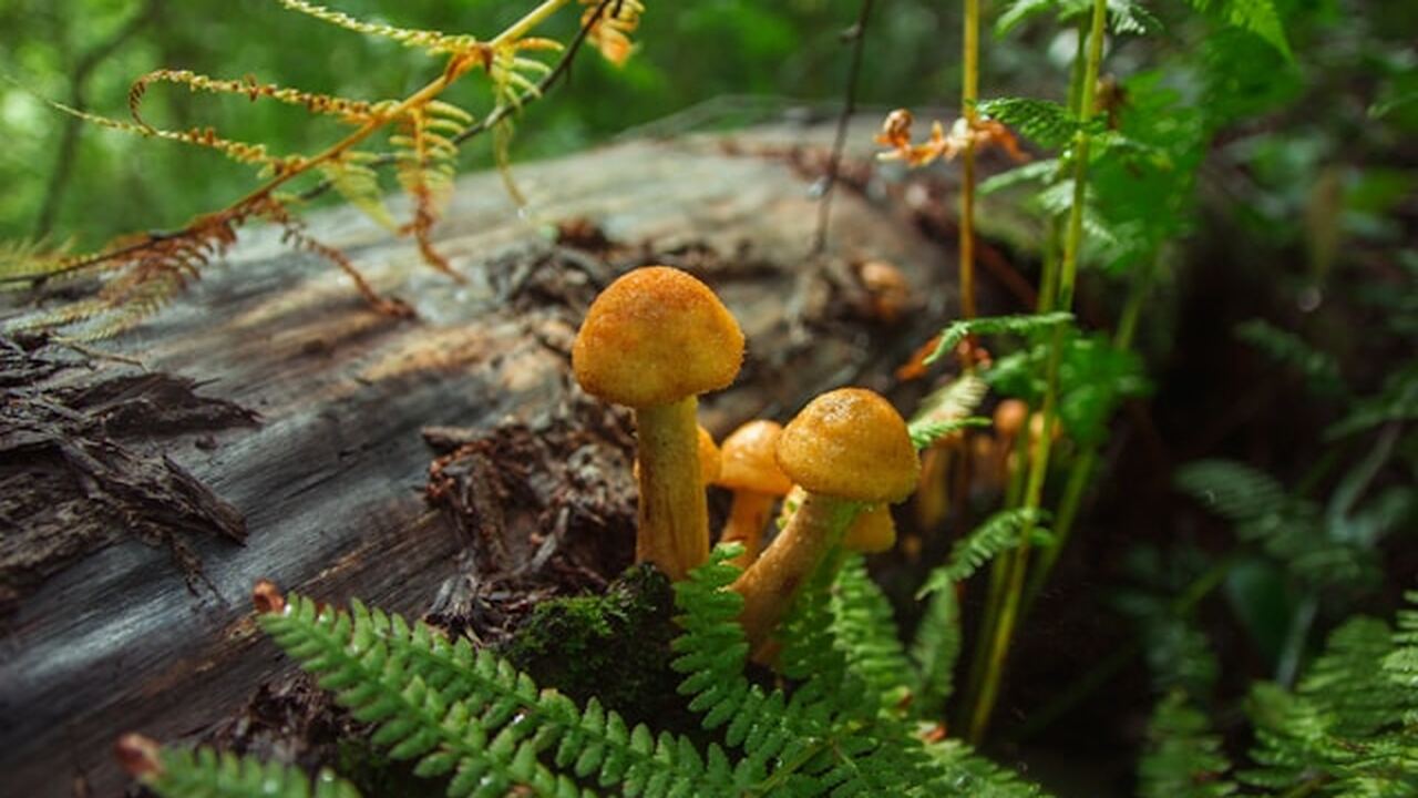 Исследователи из Виргинского политехнического у...