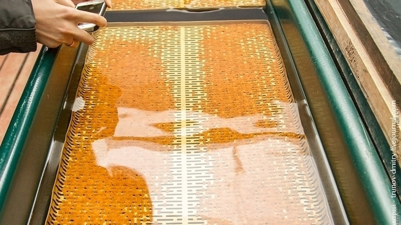 В Карелии оплодотворенные икринки отправили в инкубаторы Карелия готовится к масштабному пополнению попу...