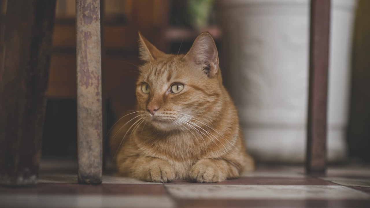 Ученые раскрыли, на каких насекомых чаще всего охотятся домашние кошки Бразильские специалисты по зоологии исследовали...