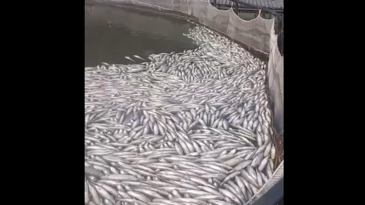 Карельским рыбоводам компенсировали гибель форели из-за жары В Карелии рыбоводческое хозяйство получило стра...