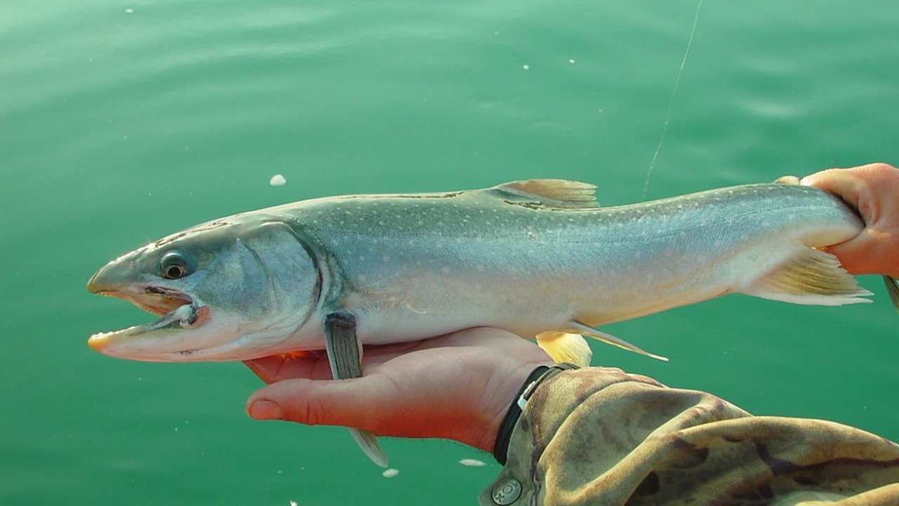 Австралийская треска установила мировой рекорд, проплыв 860 км за два месяца Учёные из Института Артура Райлы в Австралии за...