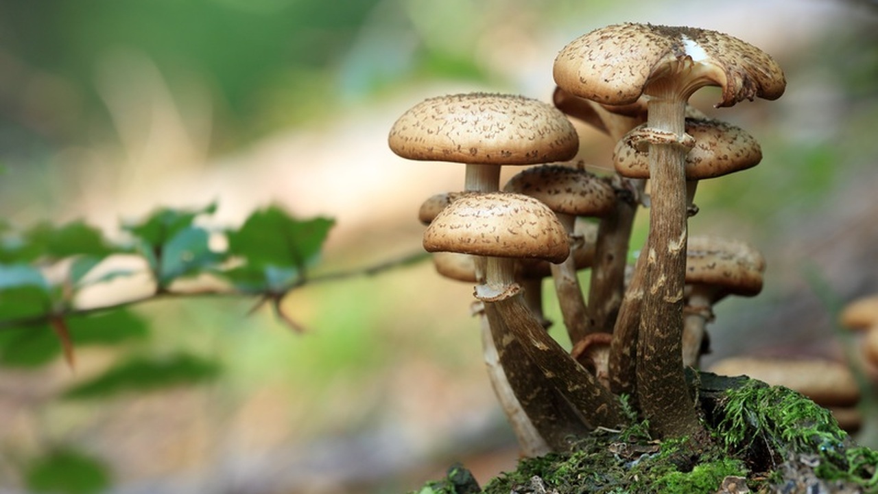 Во Франции этот гриб — настоящий деликатес, за ...