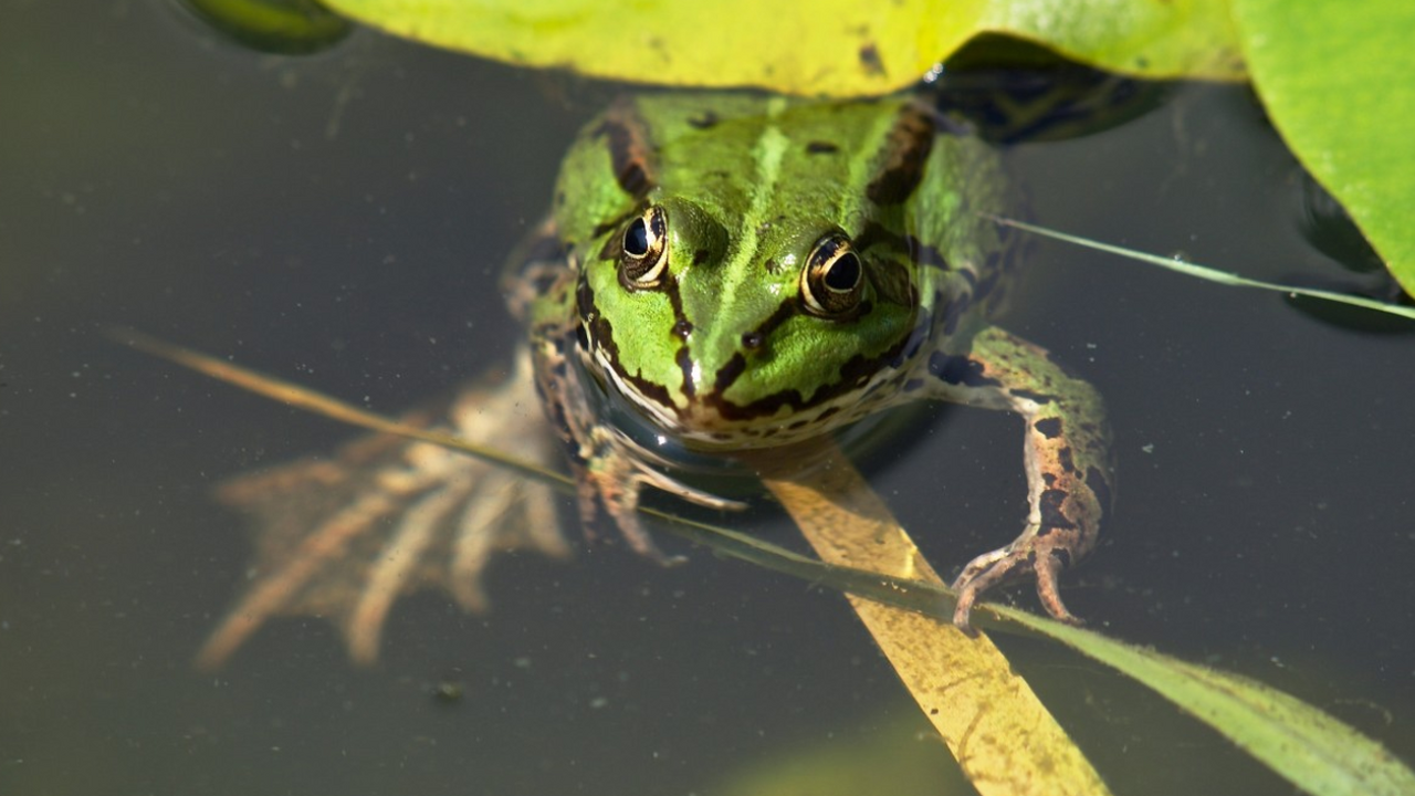 Ученые нашли бактерию у лягушки, способную уничтожить рак Учёные сообщили о необычном открытии — в кишечн...
