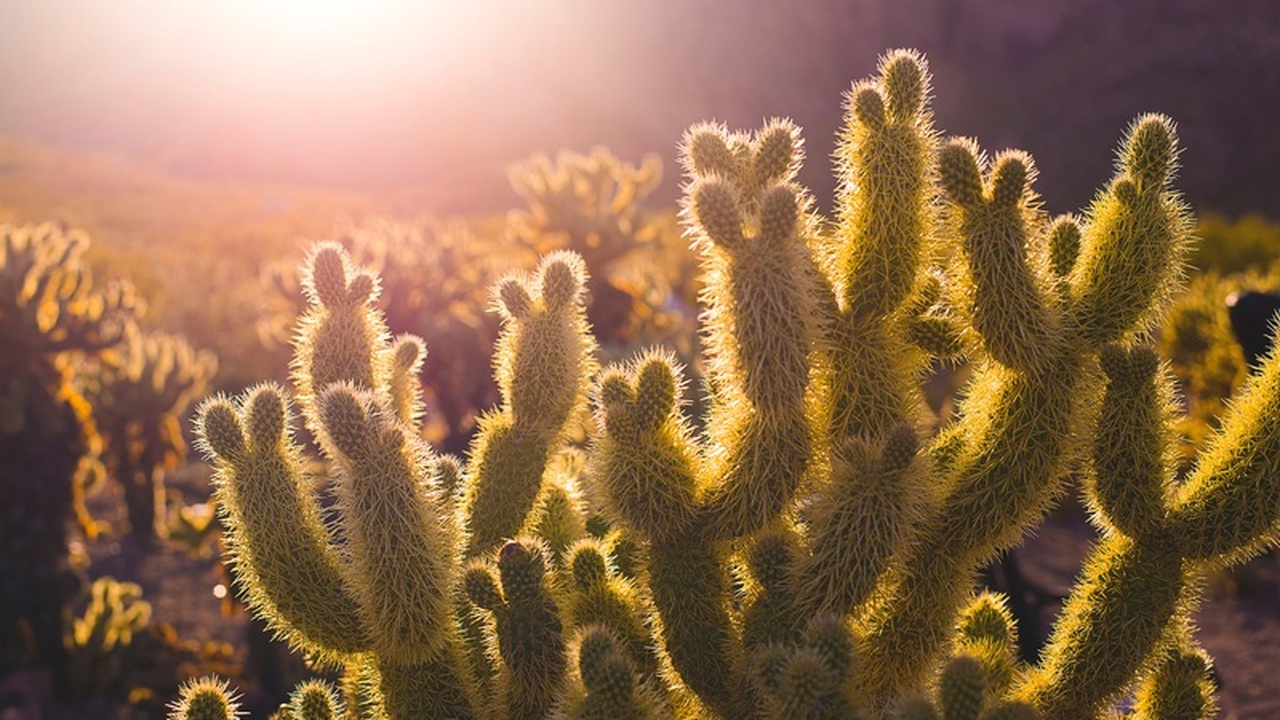Секрет обильного цветения декабриста: натуральная подкормка для осени и зимы С наступлением ноября садоводы-любители переклю...