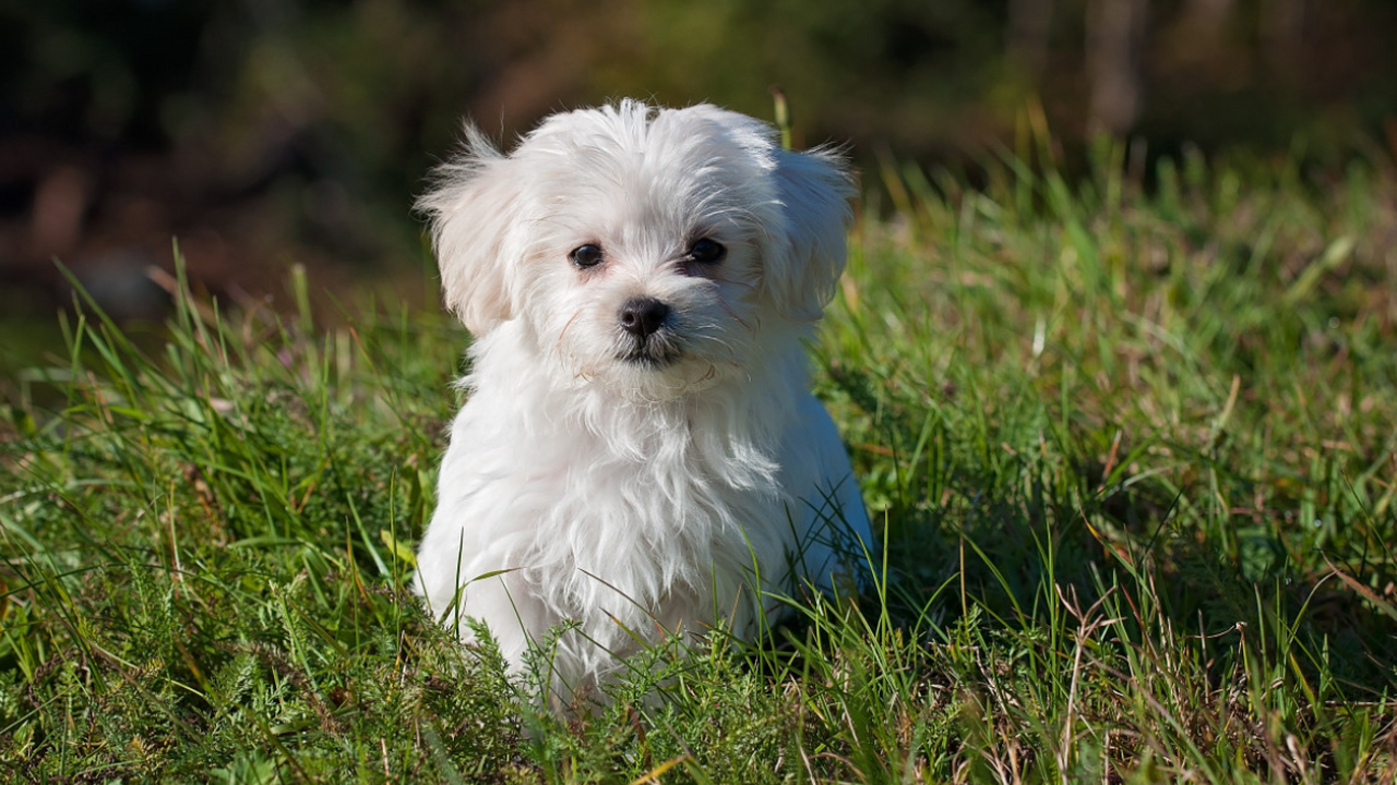 Ученые раскрыли, почему люди неправильно читают эмоции собак Психологи обнаружили, что люди могут ошибаться ...