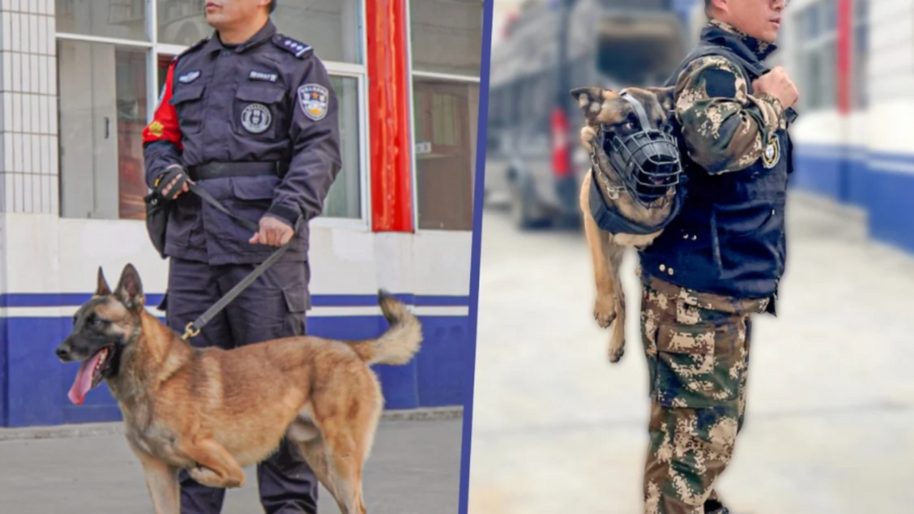 В Китае в ряды специального подразделения полиц...