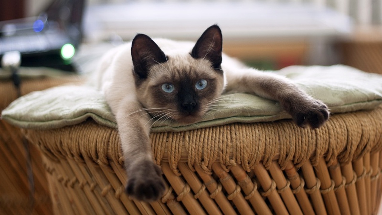 Кошки и шизофрения: ученые нашли тревожную связь Международное научное сообщество обеспокоено: п...