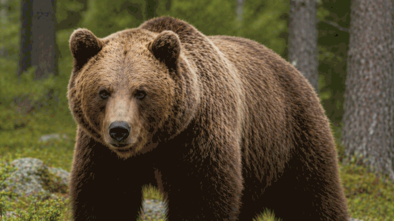 Министерство природных ресурсов республики зафи...