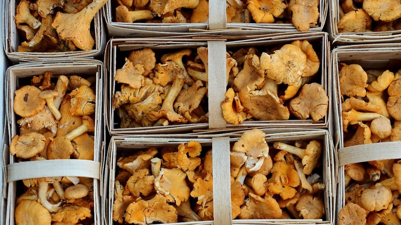 Лесной деликатес, который вы игнорируете: почему ежовик жёлтый — звезда французских ресторанов, а у нас — невидимка В то время как гурманы Парижа и Лиона готовы пл...