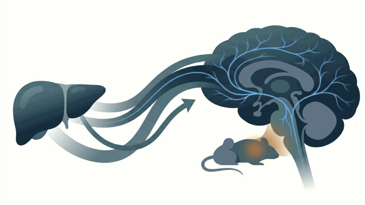 Исследование учёных из Техасского университета ...