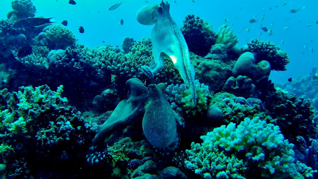 Международная группа ученых впервые смогла подр...