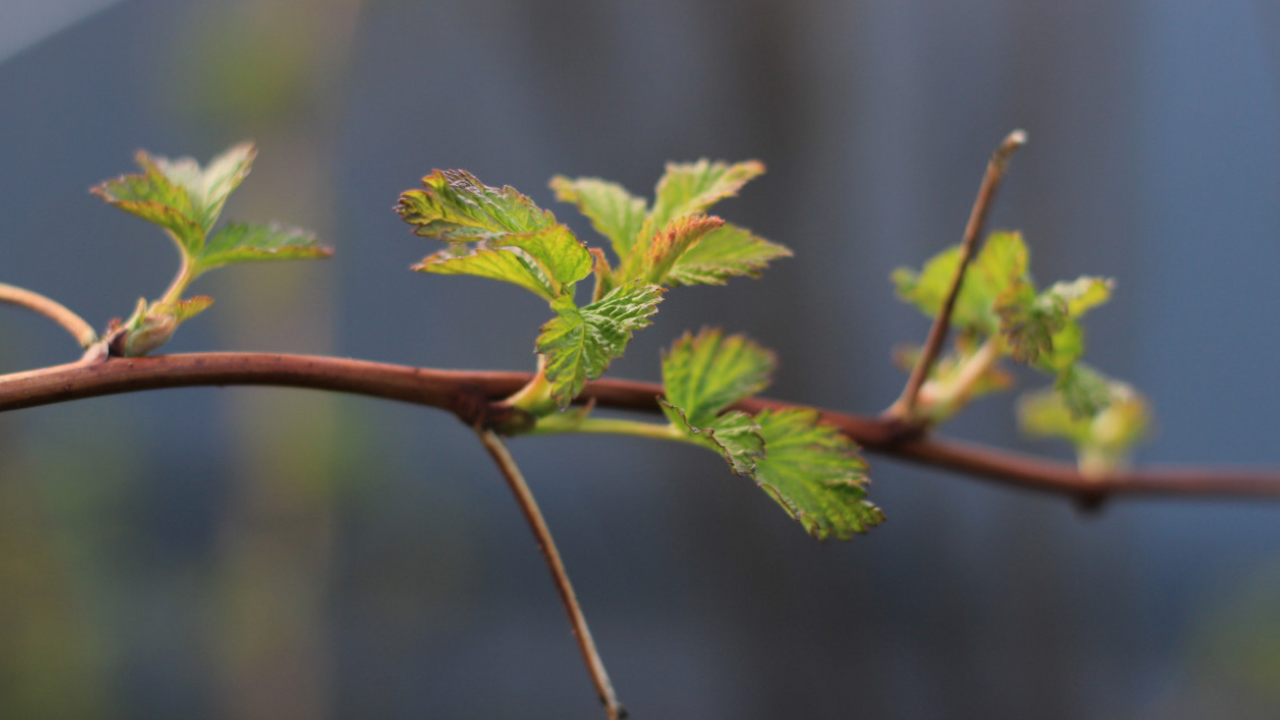 В Карелии 20 марта потеплеет до +9°С В Карелии ожидается переменная облачность и пот...