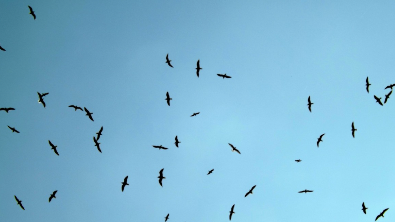 Ученые: птицы в Чернобыле здоровы, но их кишечник изменился навсегда Финские биологи обнаружили в Чернобыльской зоне...