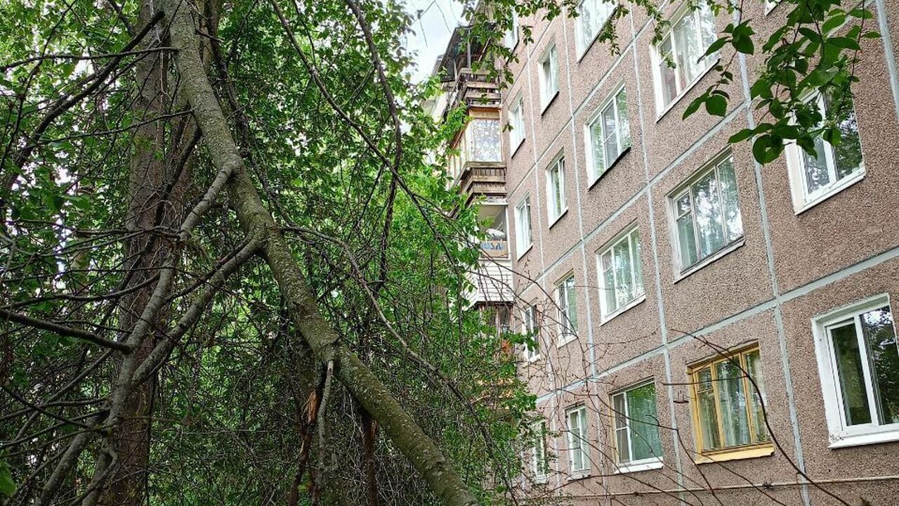 Жители Ключевой в Петрозаводске боятся, что гнилые деревья рухнут на детей и прохожих Жители дома №17 на улице Нойбранденбургской в м...