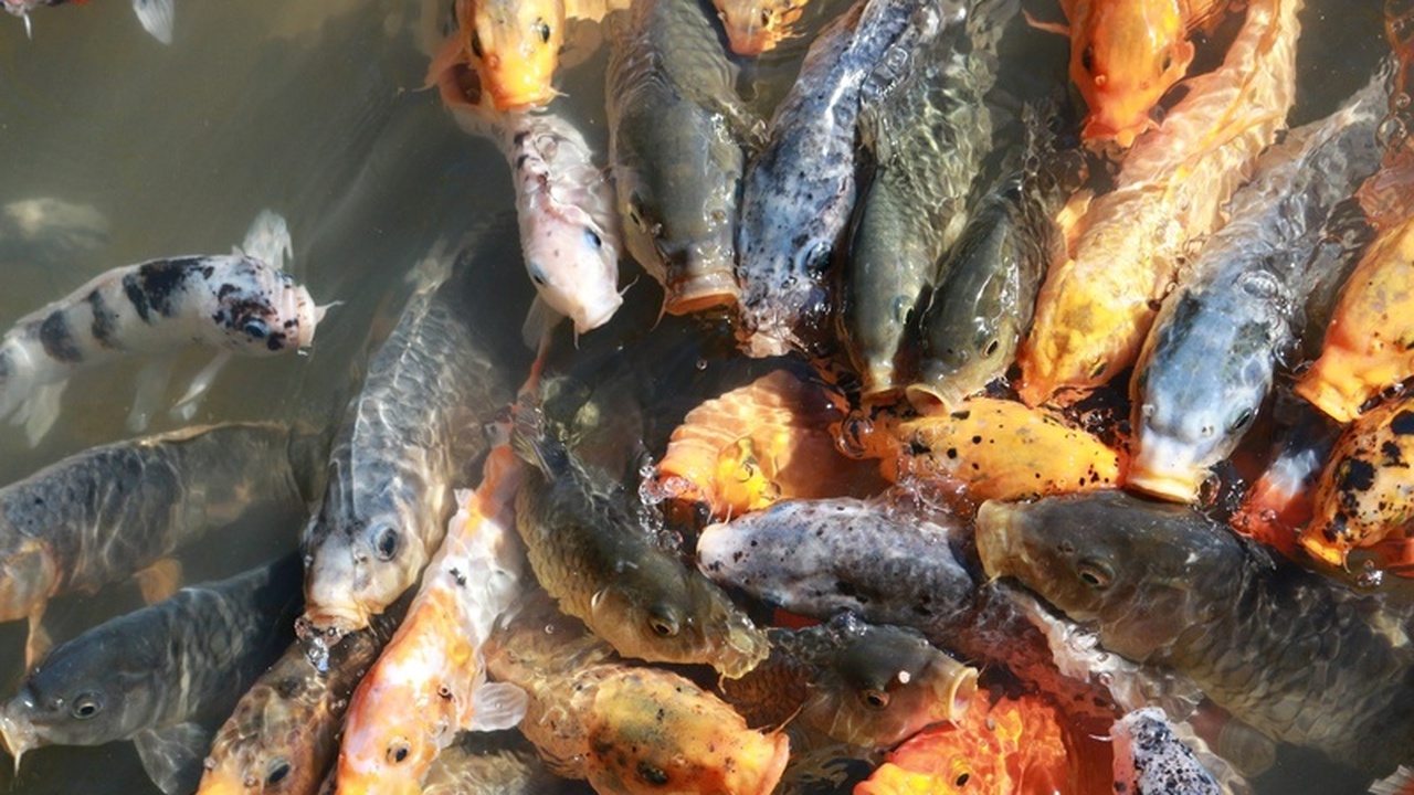 Карп без костей: китайские ученые на пороге революции в рыбоводстве Китайские исследователи успешно завершили разра...