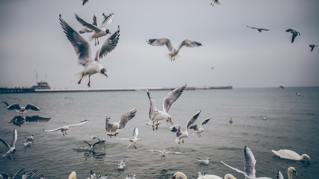 Карельские дружинники усилят охрану границы с Финляндией Власти Карелии приняли решение о создании добро...