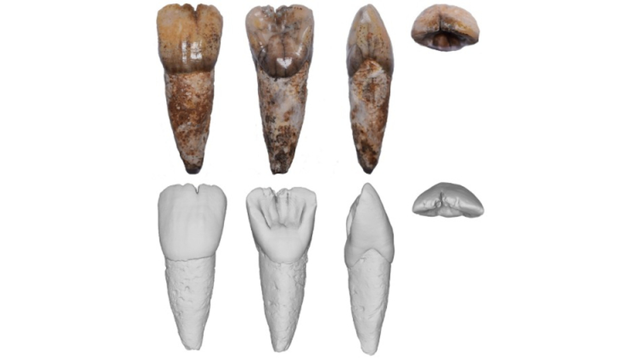 Древний зуб с Калимантана: новая загадка человеческой истории Археологическая экспедиция на малайзийском остр...