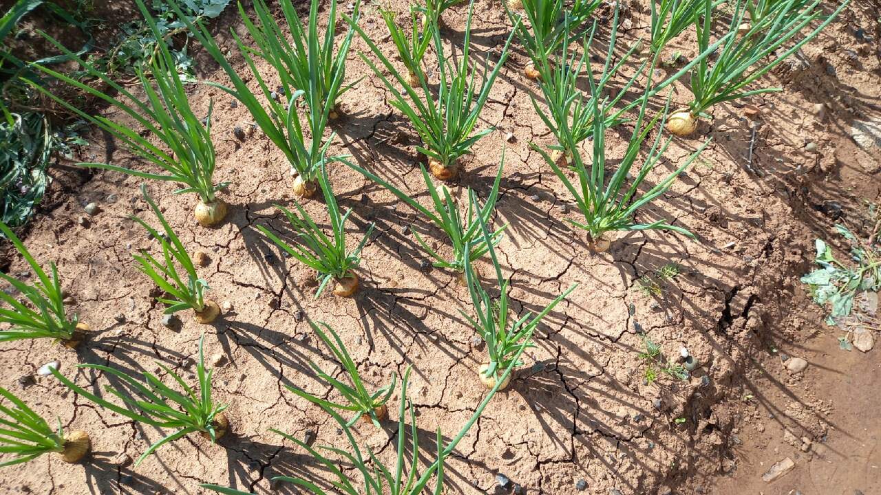 Теплый апрель сбивает дачников с толку и ошибка при посадке может погубить урожай Апрель 2026 года удивил необычно высокой темпер...