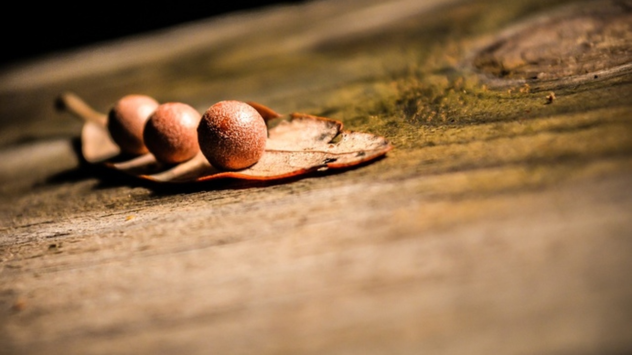 Лайфхак для дачников: как хранить семена в домашних условиях на долгие годы Специалисты поделились рекомендациями по хранен...