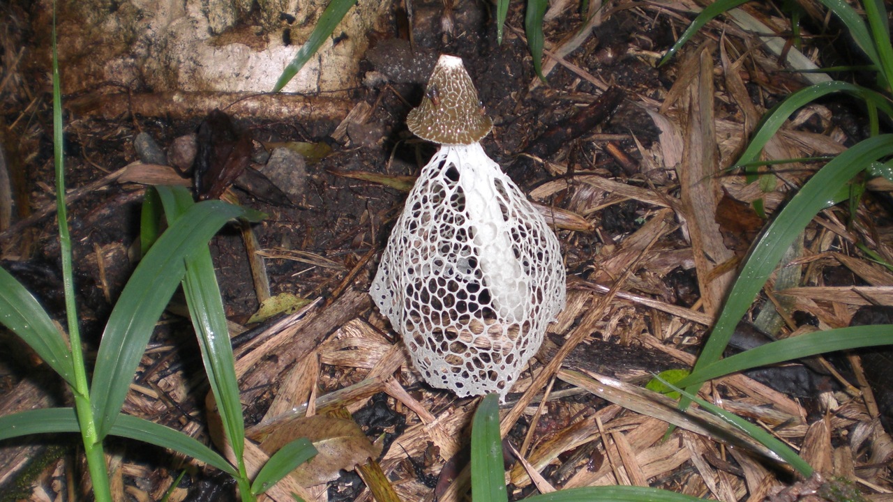 Ученые нашли в Чернобыле гриб, который может питаться радиацией На стенах одного из самых загрязнённых радиацие...