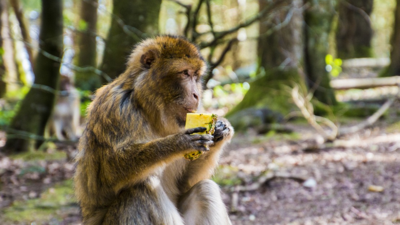 Новые исследования продемонстрировали, что шимп...