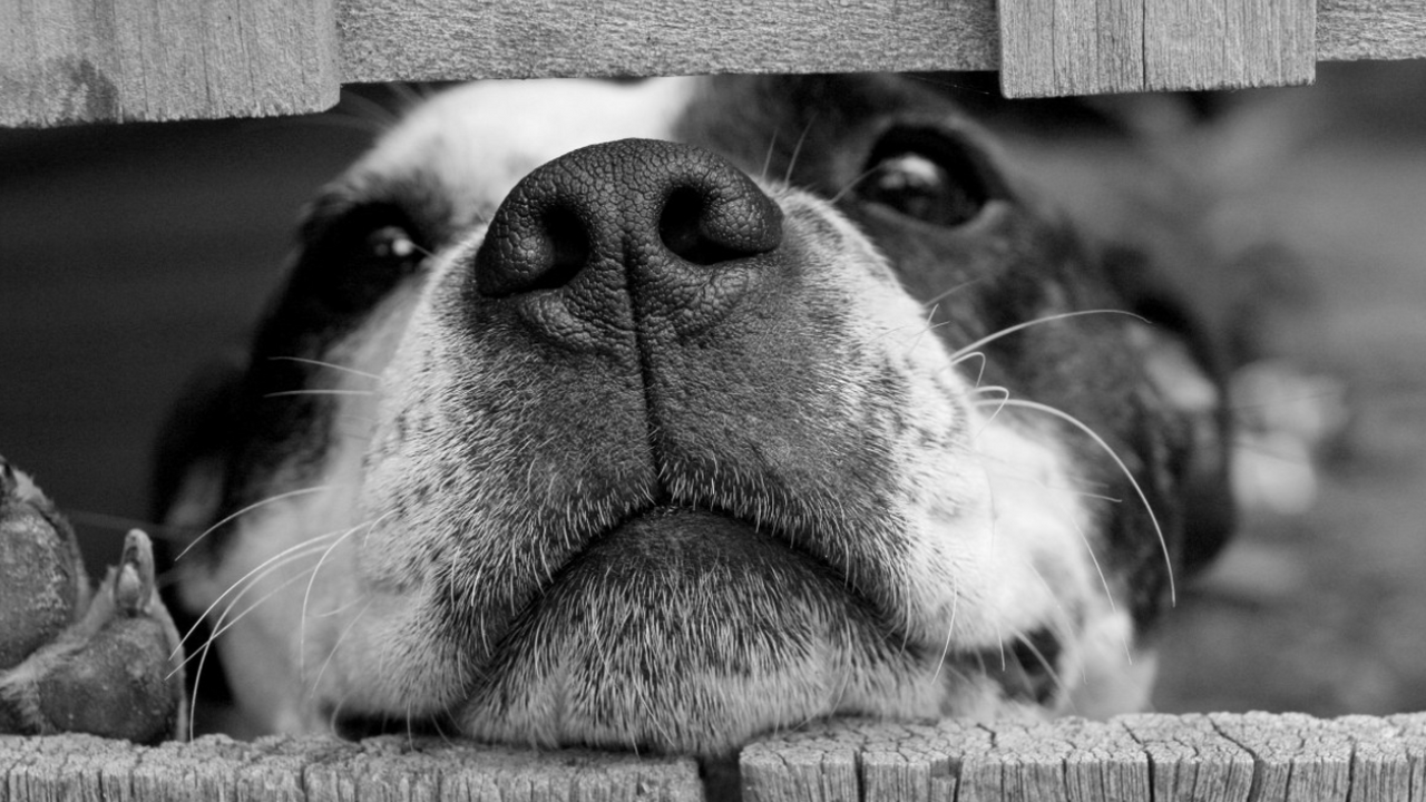 В зоне отчуждения Чернобыльской АЭС обнаружены ...