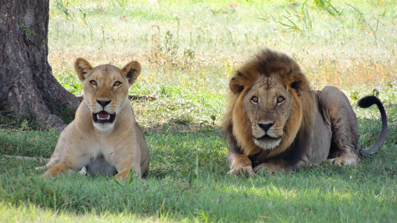 Климатические изменения могут запускать процесс...
