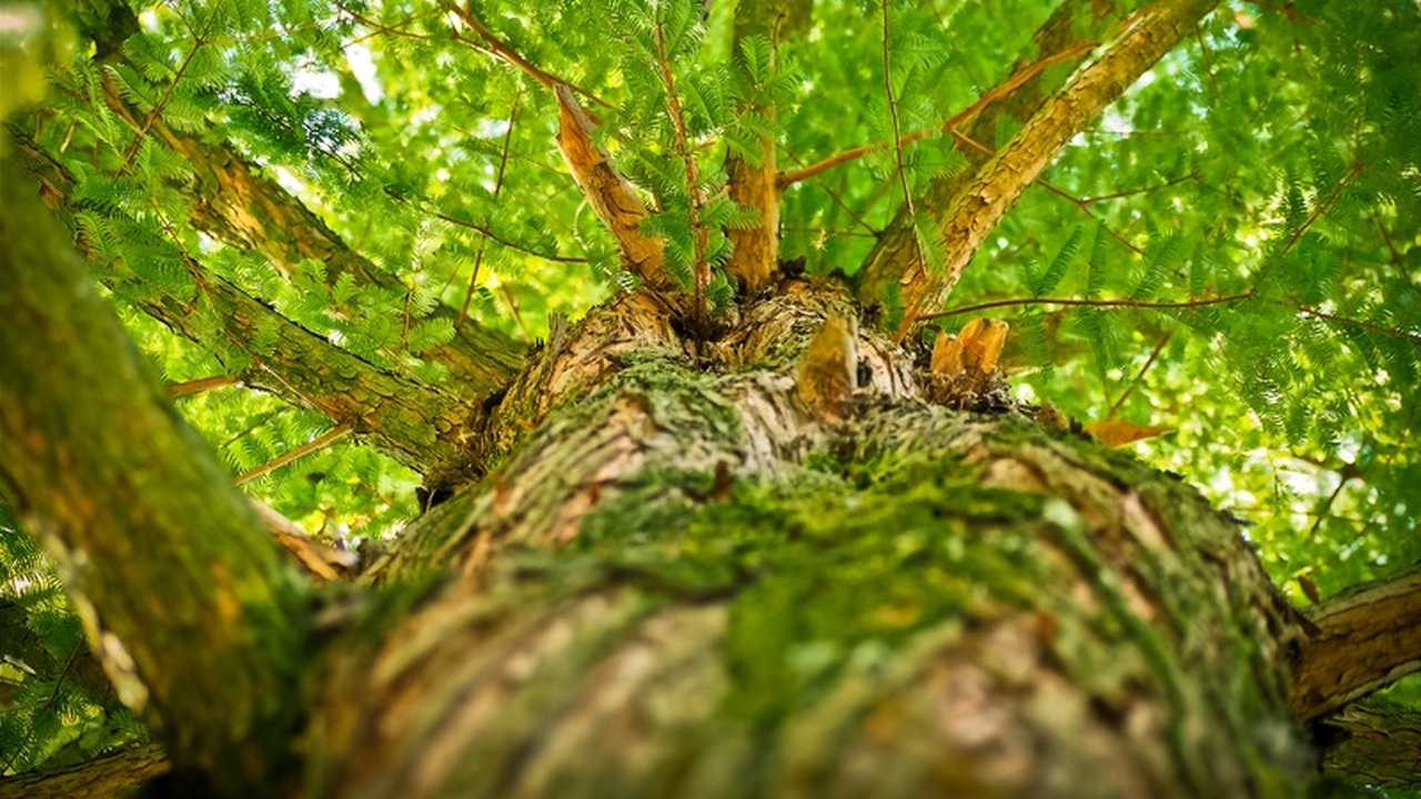 Новое исследование раскрывает механизм борьбы м...