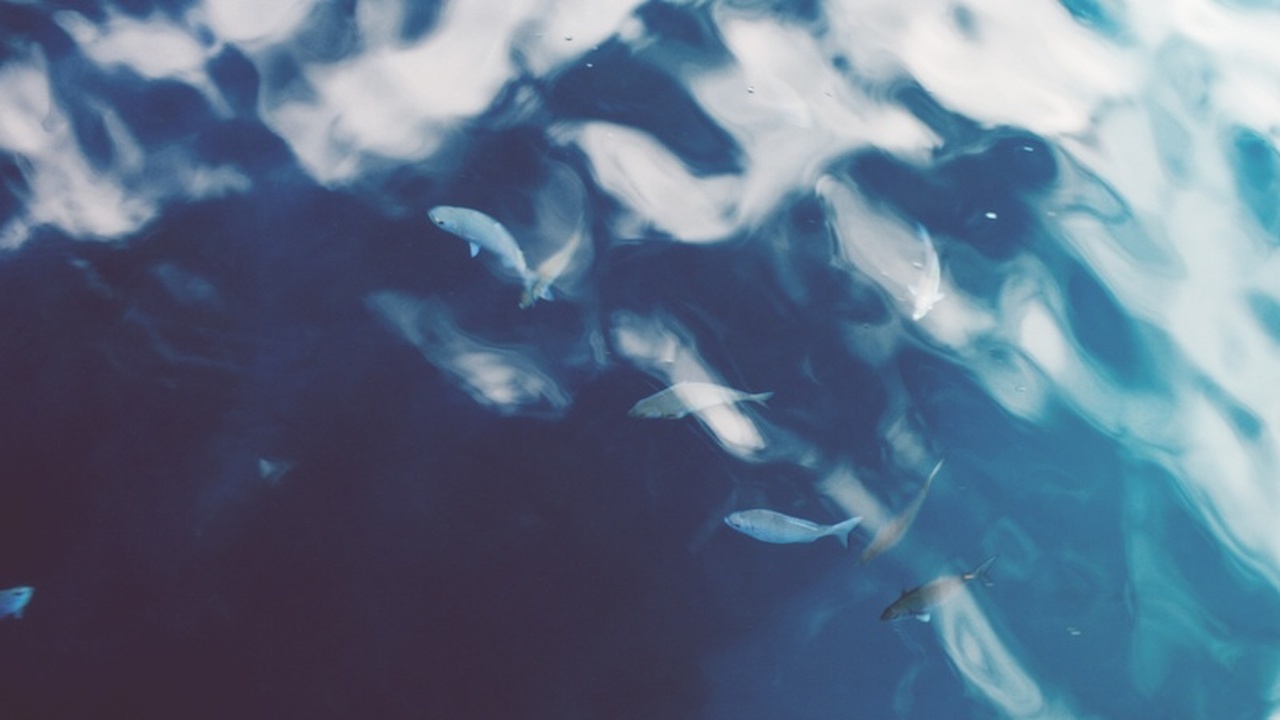 Забудьте про хаос на кухне: гениальный способ чистки рыбы без ножа и брызг Уборка после чистки рыбы – кошмар каждой хозяйк...