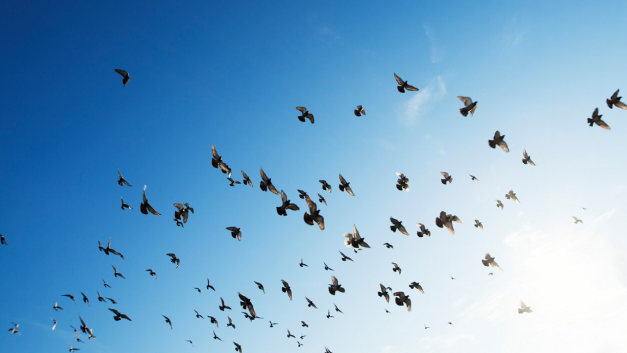 Ученые нашли неожиданный эффект радиации в Чернобыле: птицы начали меняться В зоне отчуждения Чернобыльской АЭС учёные обна...