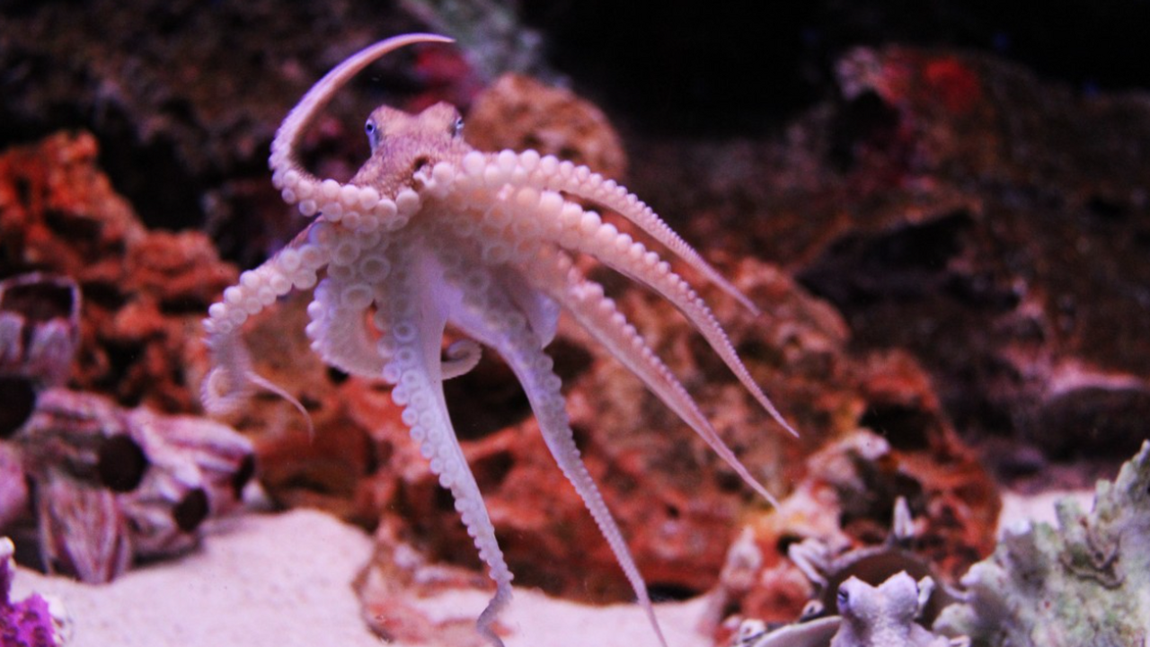 Ученые сняли на видео «танцующего» осьминога на глубине 5 тысяч метров Исследователи из организации Ocean Exploration ...