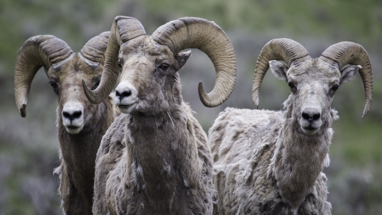 Врач из Москвы признался, что диплом получил в обмен на трех баранов В российских больницах сохраняется острая нехва...