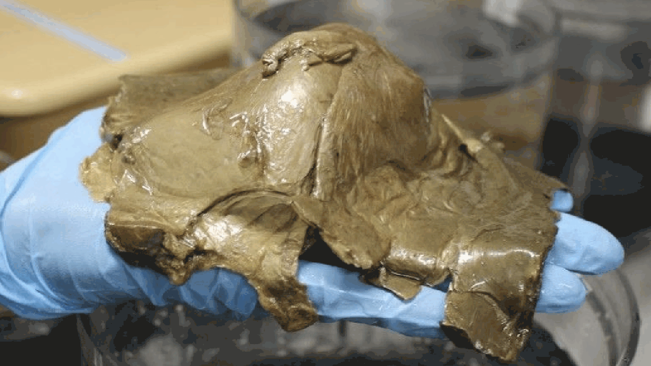 Летом 2023 года во время экспедиции NOAA в зали...