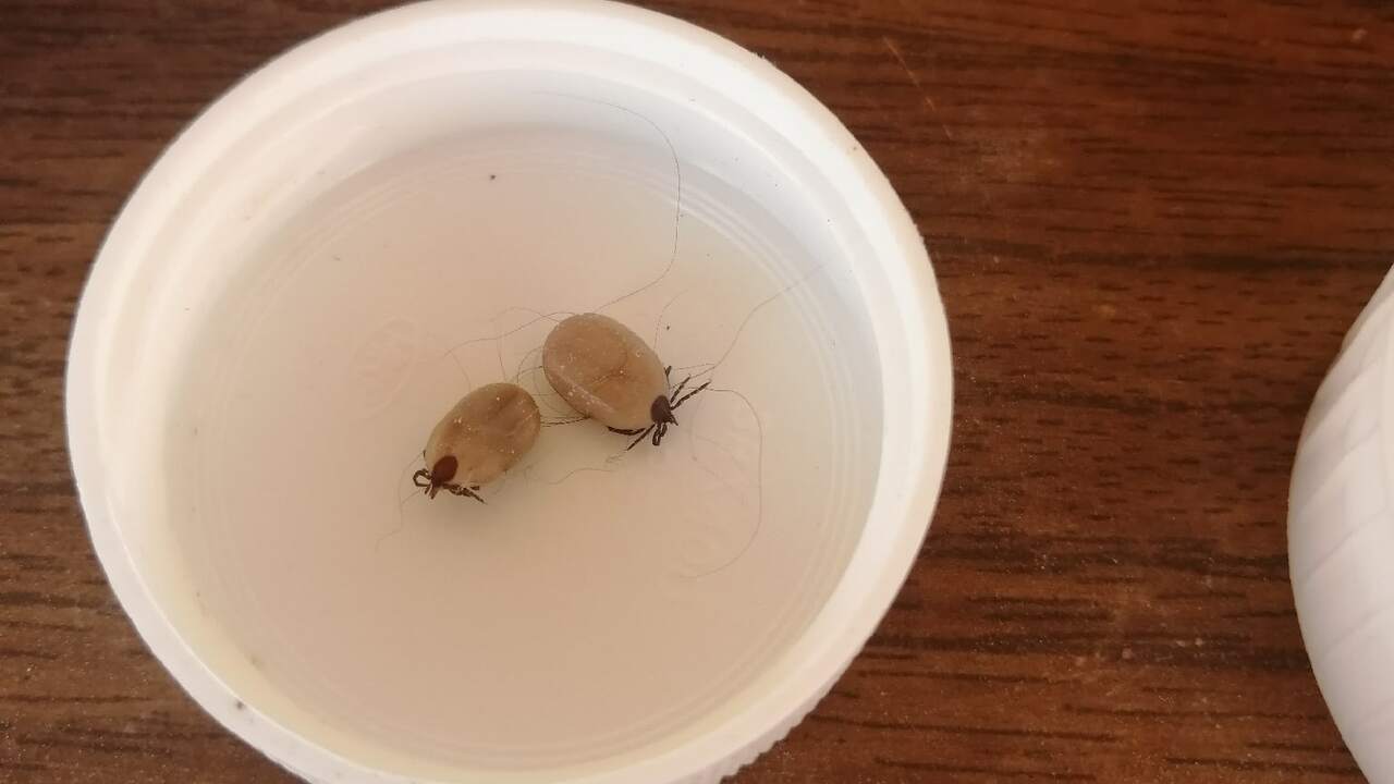 В южных регионах России появились опасные клещи...