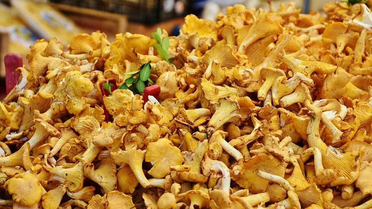 Этот гриб, известный во Франции как pied de mou...