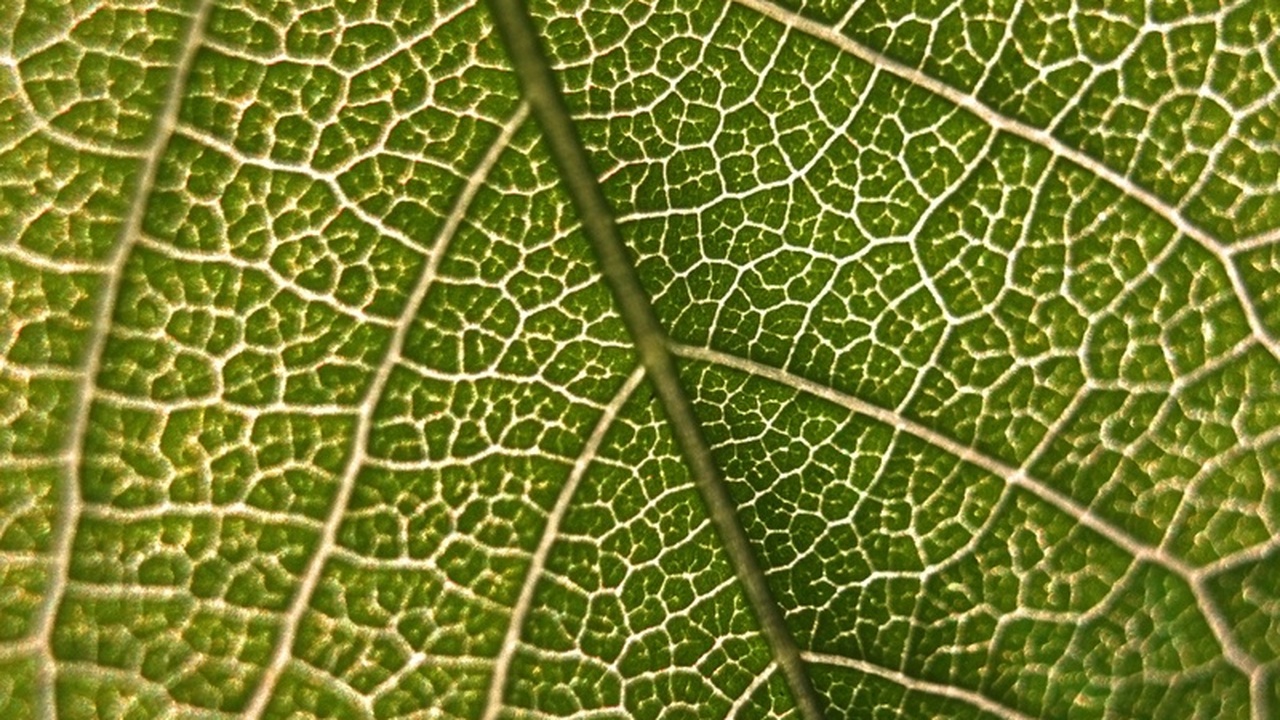 Хлорофилл и магний: мифы и реальность для стройной фигуры В последнее время биологически активные добавки...