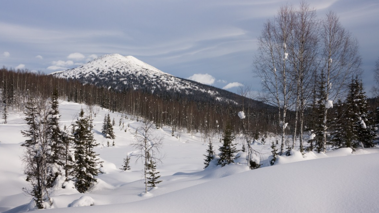 В Сибири нашли участок, где звук исчезает полностью: ученые не могут объяснить Сибирская тайга снова привлекла внимание исслед...