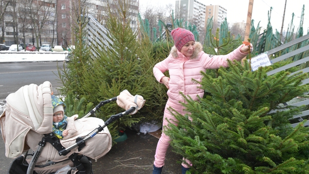 В Петрозаводске заработали елочные базары: Полн...