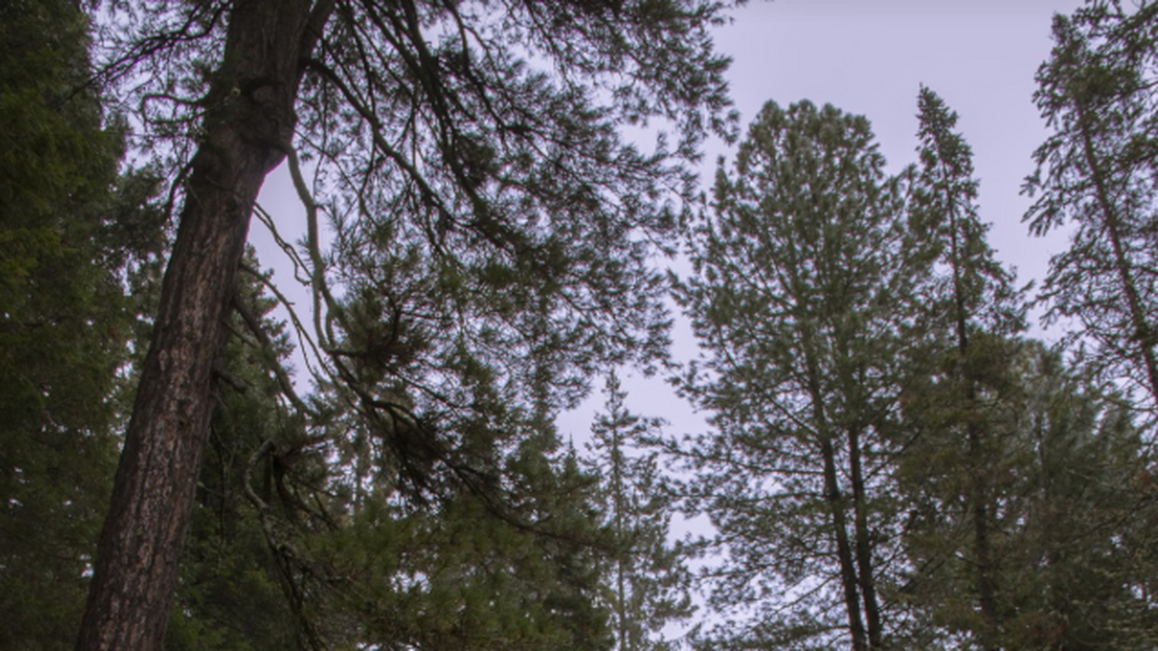 В тайге нашли «чёрную стену»: после контакта люди теряли память и сходили с ума Официально об этом почти не говорят. Но в архив...