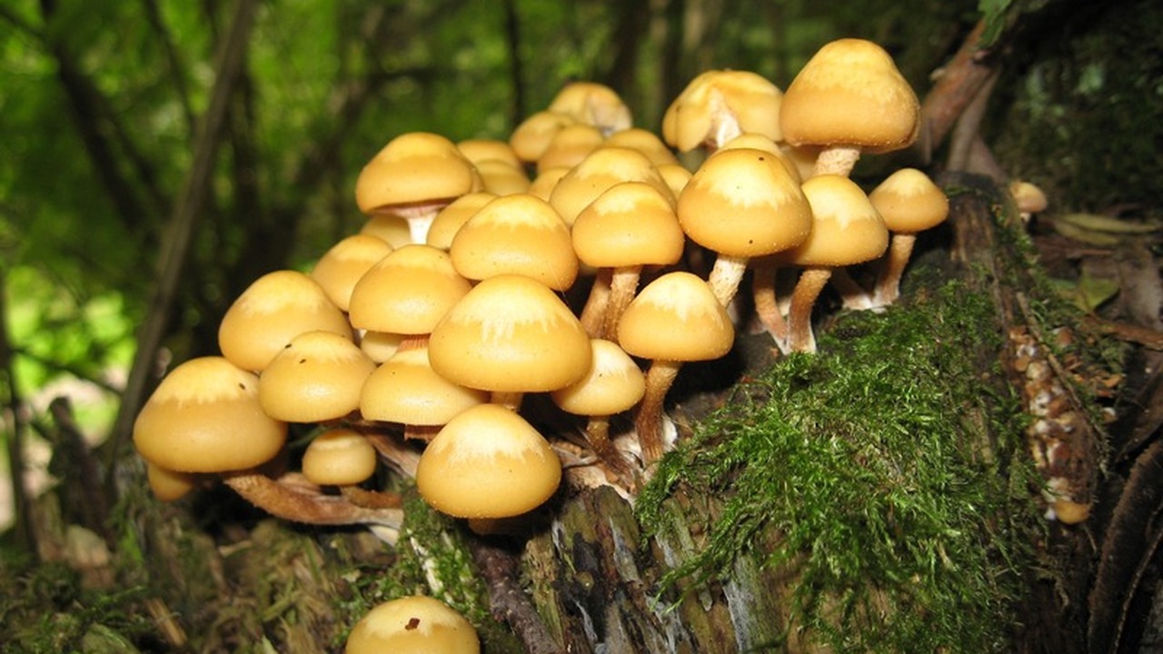 Этот гриб – сокровище под ногами: почему французы платят за него целое состояние, а мы проходим мимо? Во Франции его появление на рынках – предвестни...