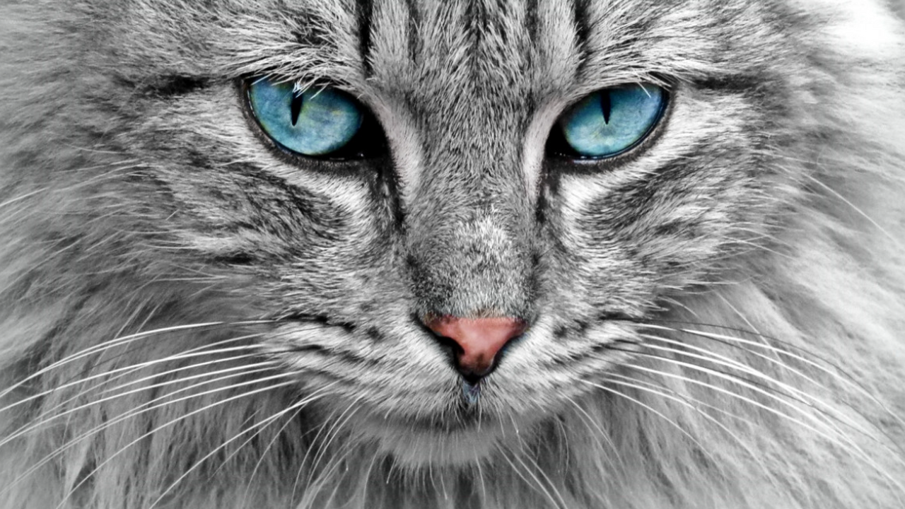 MX: присутствие кошки в доме грозит владельцу развитием шизофрении Австралийские ученые провели масштабный анализ ...