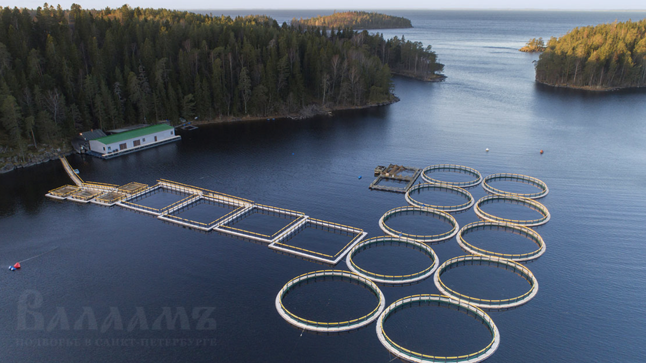 В Карелии выставили на продажу форелевое хозяйство за 104 млн рублей В Карелии на площадке объявлений выставлено на ...