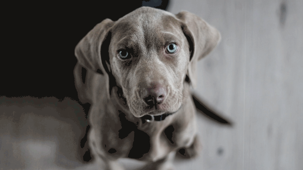 В зоне отчуждения вокруг Чернобыльской АЭС сфор...