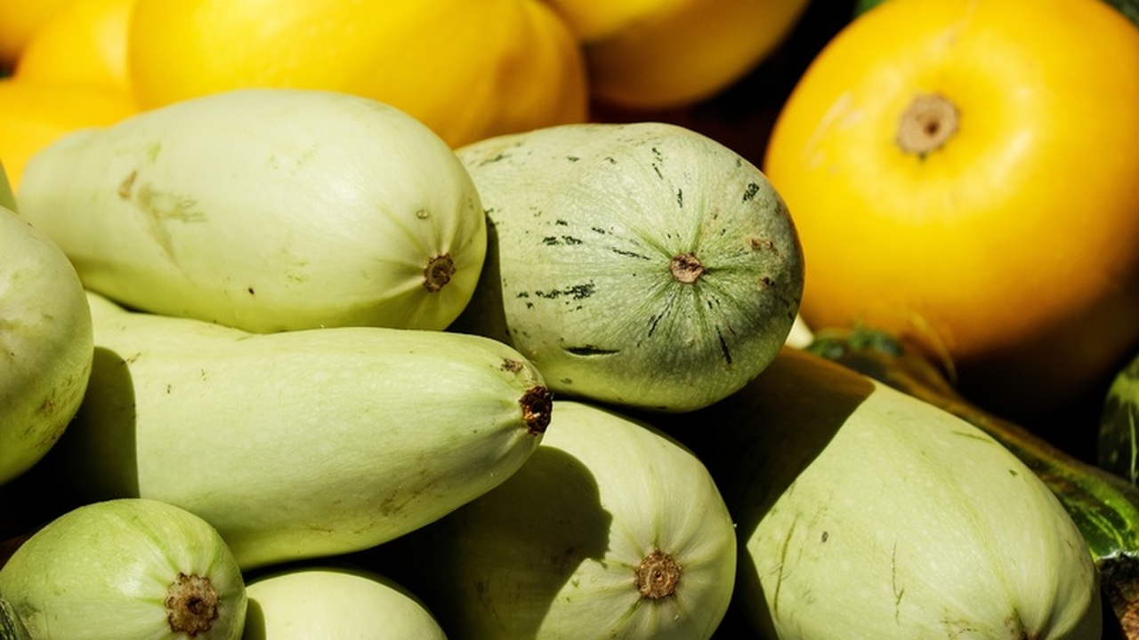 Сорт кабачков «Ролик» демонстрирует способность...