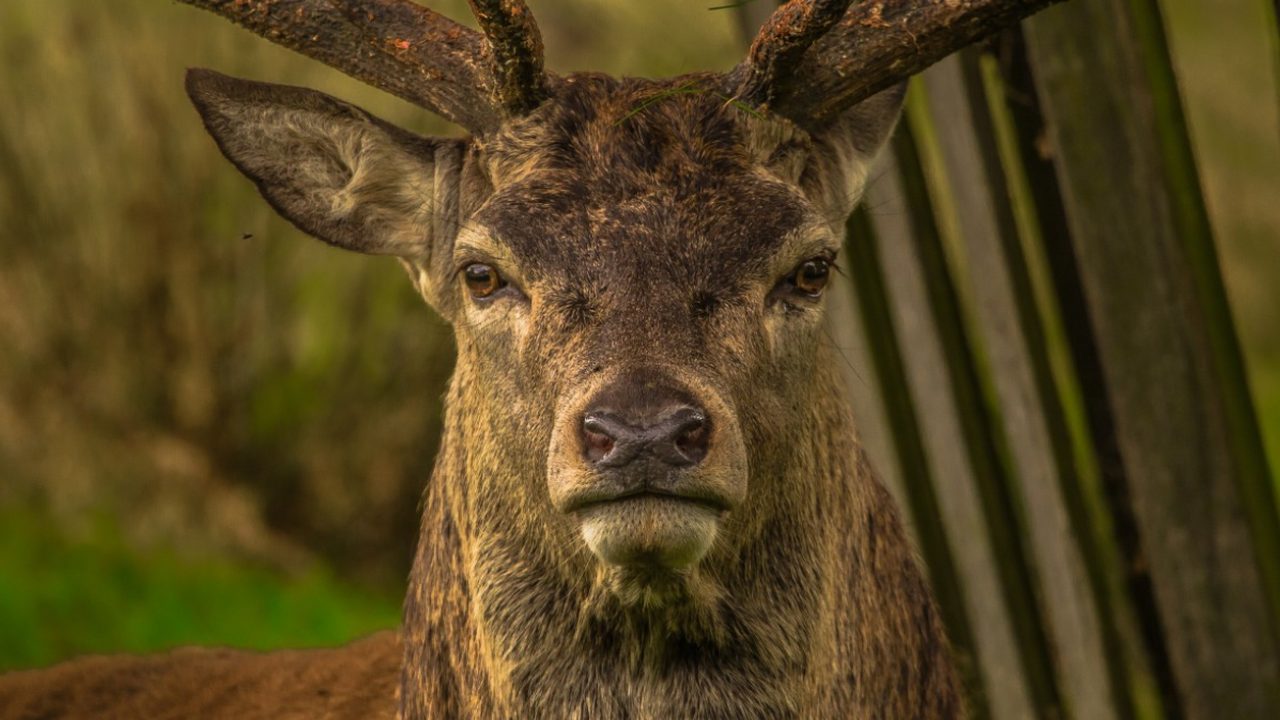 В штате Огайо произошел трагический инцидент, в...