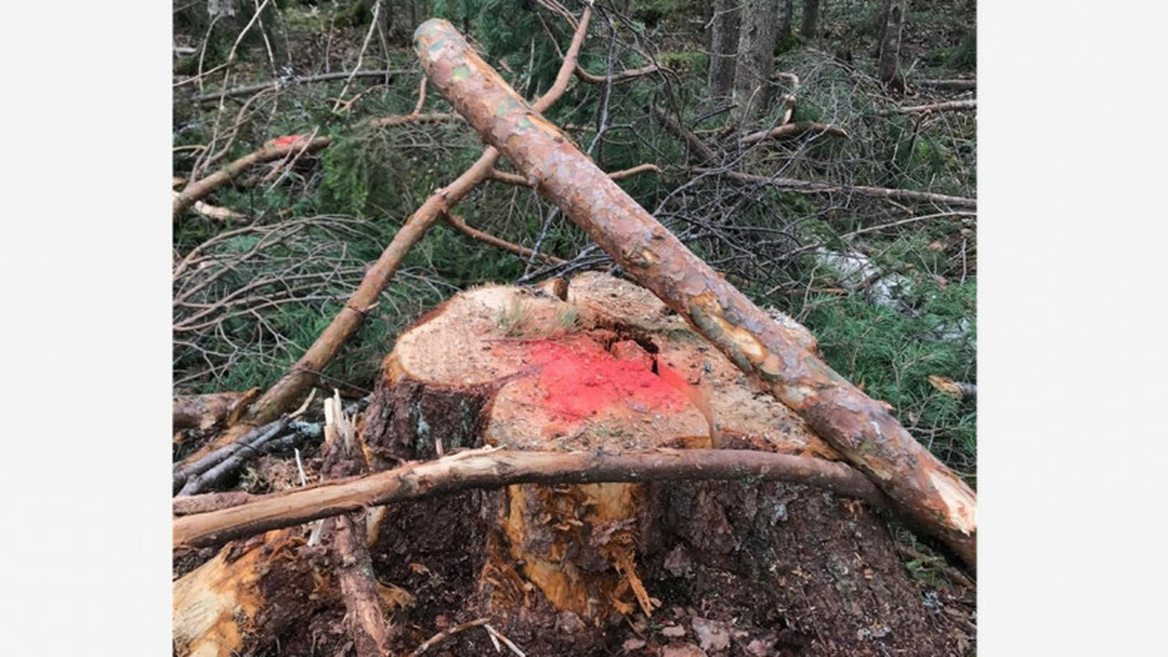 В Пряжинском районе Карелии незаконно вырубили лес Пряжинский район стал ареной для вопиющего нару...